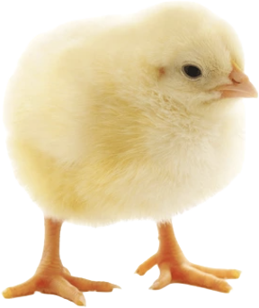 chick