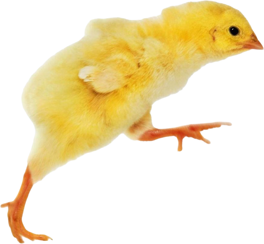 chick