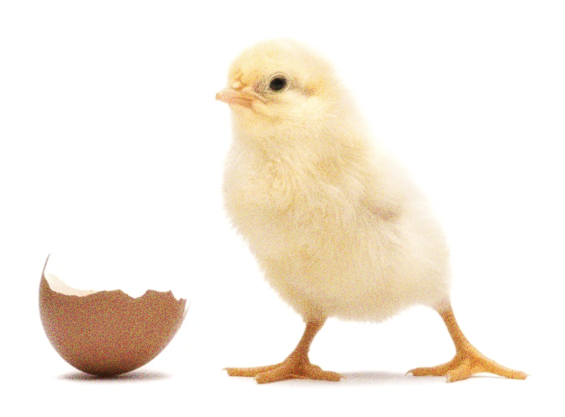 chick